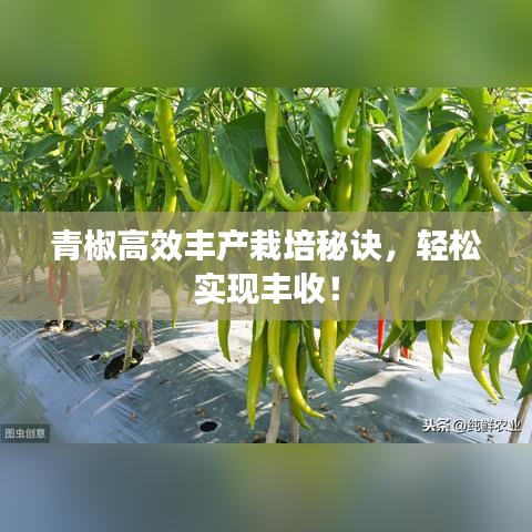 青椒高效豐產(chǎn)栽培秘訣，輕松實(shí)現(xiàn)豐收！