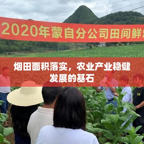 煙田面積落實(shí)，農(nóng)業(yè)產(chǎn)業(yè)穩(wěn)健發(fā)展的基石