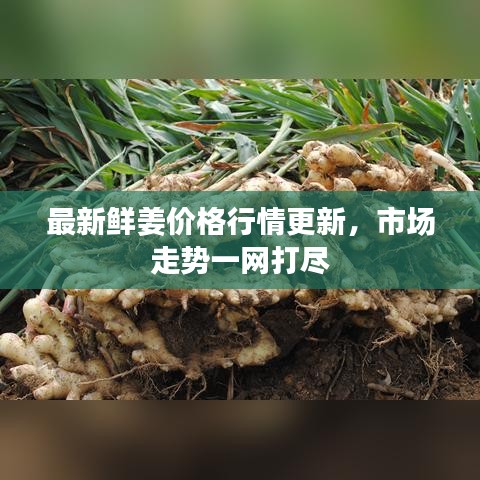 最新鮮姜價格行情更新，市場走勢一網(wǎng)打盡
