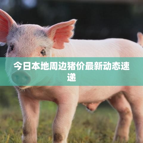 今日本地周邊豬價最新動態(tài)速遞