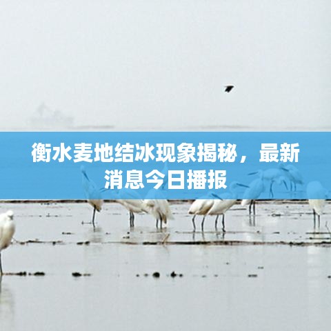 衡水麥地結(jié)冰現(xiàn)象揭秘，最新消息今日播報(bào)