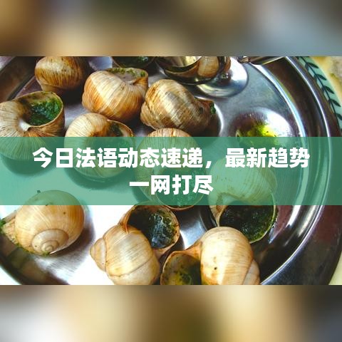 今日法語動(dòng)態(tài)速遞，最新趨勢一網(wǎng)打盡