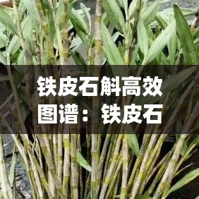 鐵皮石斛高效圖譜：鐵皮石斛介紹 功效 