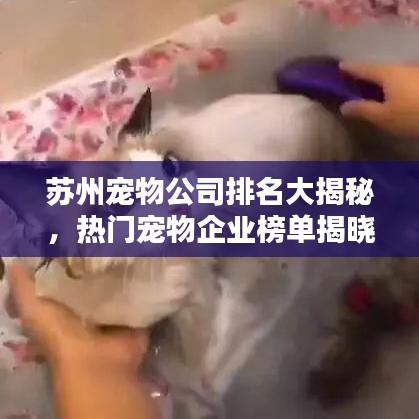 蘇州寵物公司排名大揭秘，熱門寵物企業(yè)榜單揭曉！