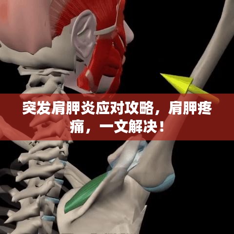突發(fā)肩胛炎應對攻略，肩胛疼痛，一文解決！