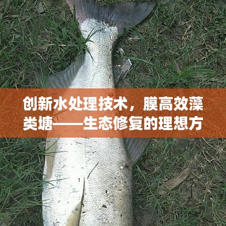 還淳反素 第2頁