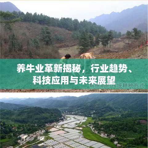 養(yǎng)牛業(yè)革新揭秘，行業(yè)趨勢、科技應(yīng)用與未來展望