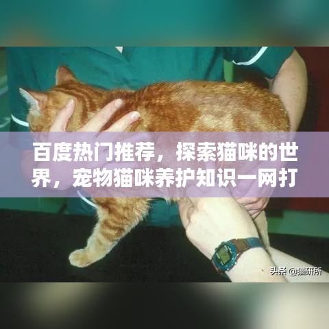 百度熱門(mén)推薦，探索貓咪的世界，寵物貓咪養(yǎng)護(hù)知識(shí)一網(wǎng)打盡
