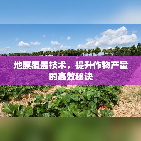 地膜覆蓋技術(shù)，提升作物產(chǎn)量的高效秘訣