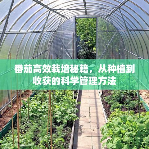 番茄高效栽培秘籍，從種植到收獲的科學(xué)管理方法