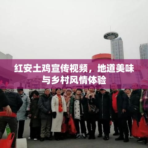 紅安土雞宣傳視頻，地道美味與鄉(xiāng)村風(fēng)情體驗