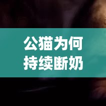 公貓為何持續(xù)斷奶？原因、后果及解決方法大解析！
