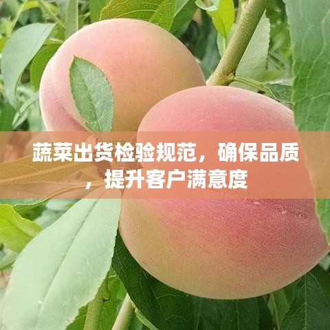 蔬菜出貨檢驗(yàn)規(guī)范，確保品質(zhì)，提升客戶滿意度