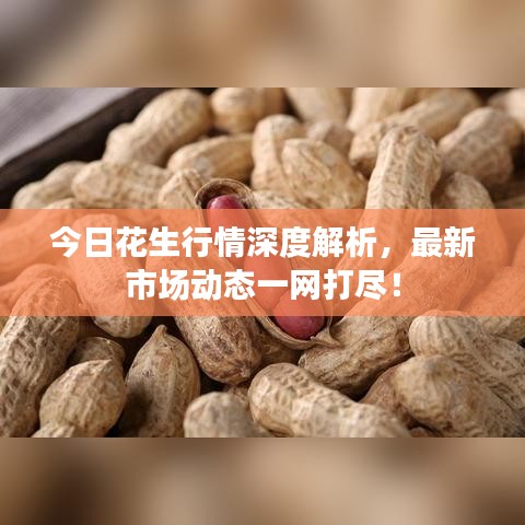 今日花生行情深度解析，最新市場動態(tài)一網(wǎng)打盡！