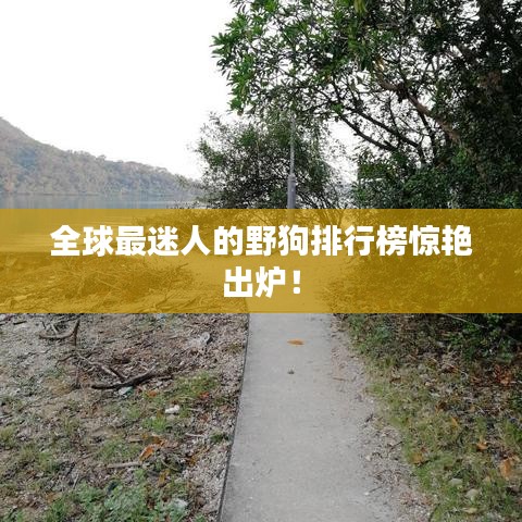 全球最迷人的野狗排行榜驚艷出爐！