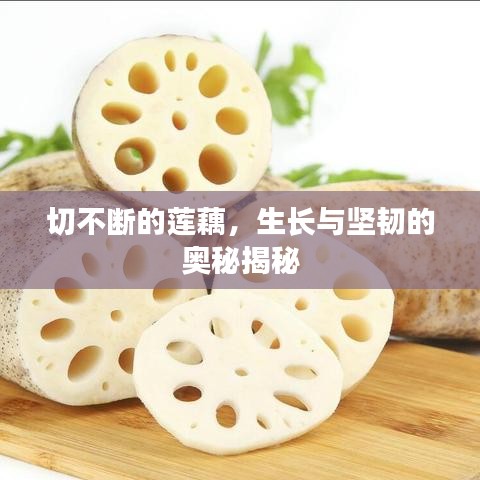 切不斷的蓮藕，生長與堅(jiān)韌的奧秘揭秘