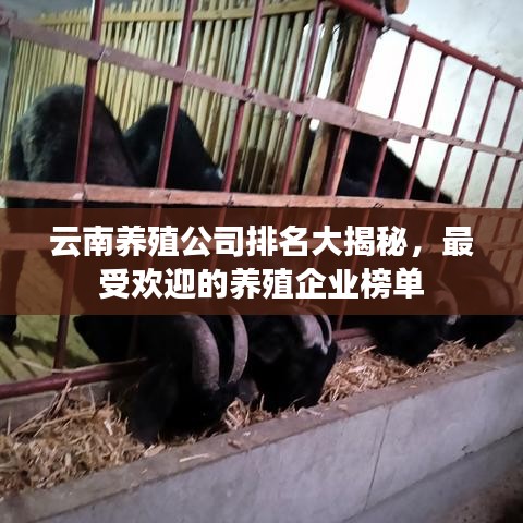 云南養(yǎng)殖公司排名大揭秘，最受歡迎的養(yǎng)殖企業(yè)榜單