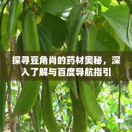探尋豆角肖的藥材奧秘，深入了解與百度導航指引