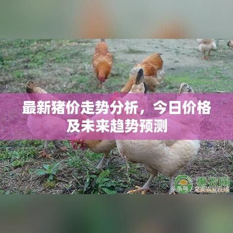 最新豬價(jià)走勢(shì)分析，今日價(jià)格及未來(lái)趨勢(shì)預(yù)測(cè)