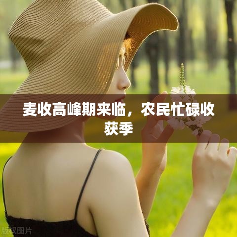 麥收高峰期來臨，農民忙碌收獲季