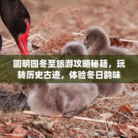 圓明園冬至旅游攻略秘籍，玩轉(zhuǎn)歷史古跡，體驗(yàn)冬日韻味