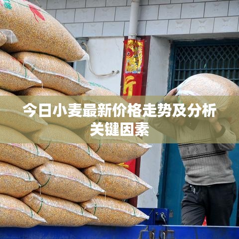 今日小麥最新價格走勢及分析關(guān)鍵因素