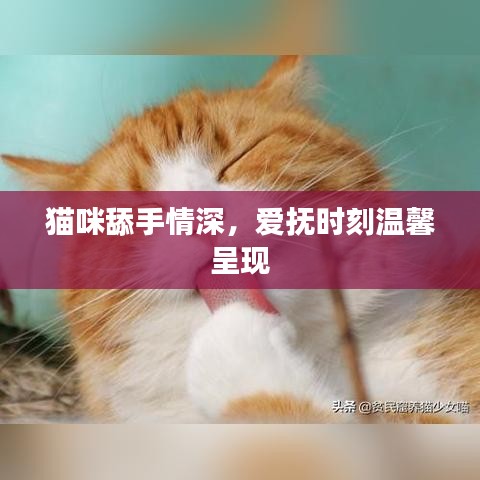 貓咪舔手情深，愛撫時刻溫馨呈現(xiàn)