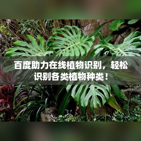 百度助力在線植物識別，輕松識別各類植物種類！