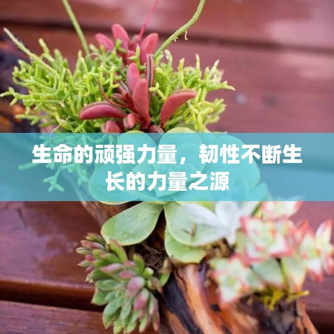 生命的頑強(qiáng)力量，韌性不斷生長(zhǎng)的力量之源