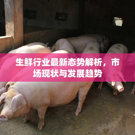 生鮮行業(yè)最新態(tài)勢(shì)解析，市場(chǎng)現(xiàn)狀與發(fā)展趨勢(shì)