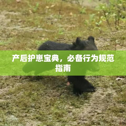 產(chǎn)后護(hù)崽寶典，必備行為規(guī)范指南