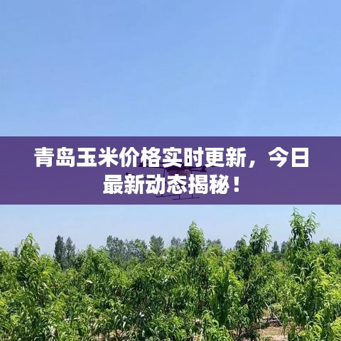青島玉米價(jià)格實(shí)時(shí)更新，今日最新動(dòng)態(tài)揭秘！